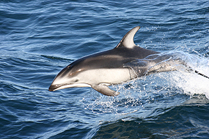 Pacific Whitesided Dolphin